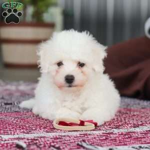 Rambo, Bichon Frise Puppy
